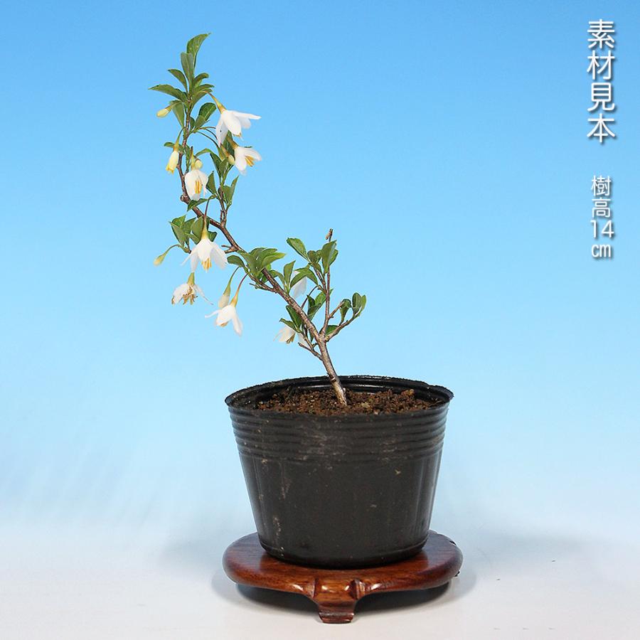 盆栽 極姫性八ッ房えごのき エゴノキ 葉が小さい 小さくできる 小品