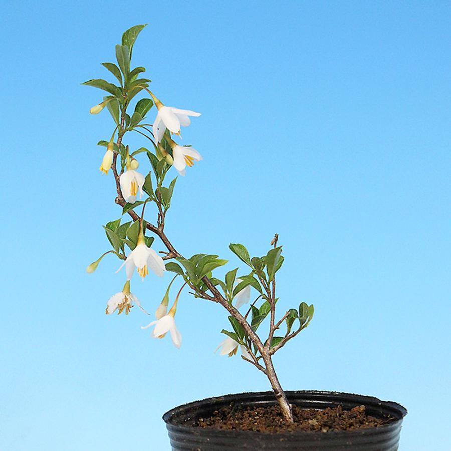 盆栽 極姫性八ッ房えごのき エゴノキ 葉が小さい 小さくできる 小品