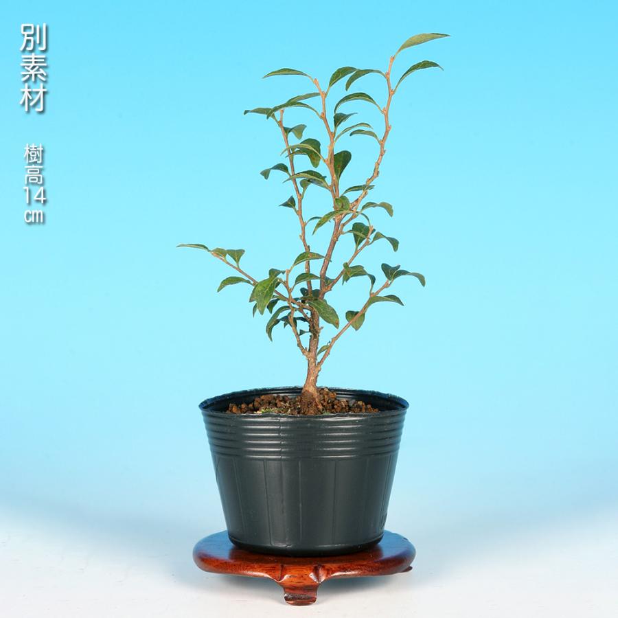 盆栽 極姫性八ッ房えごのき エゴノキ 葉が小さい 小さくできる 小品