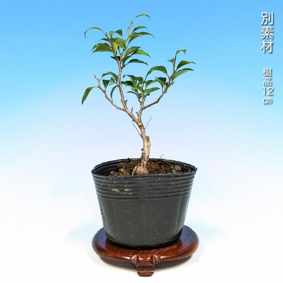 盆栽 極姫性八ッ房えごのき エゴノキ 葉が小さい 小さくできる 小品