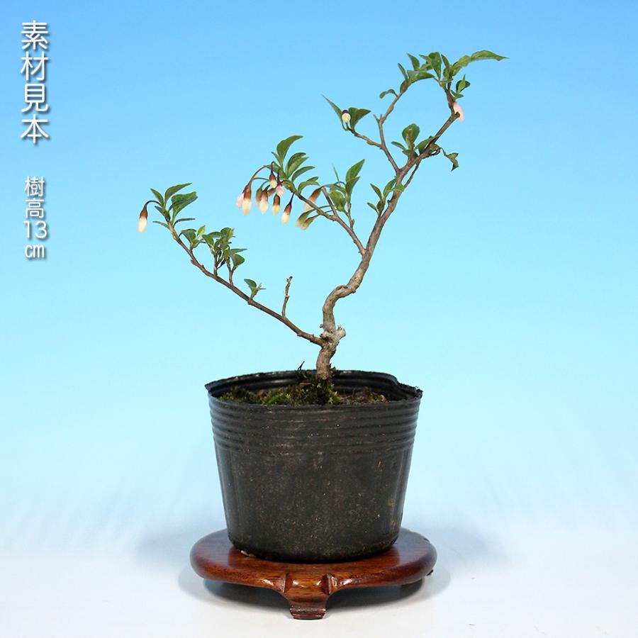 盆栽 紅花極姫性えごのき エゴノキ 桃色花 初心者にも育てやすい 葉が