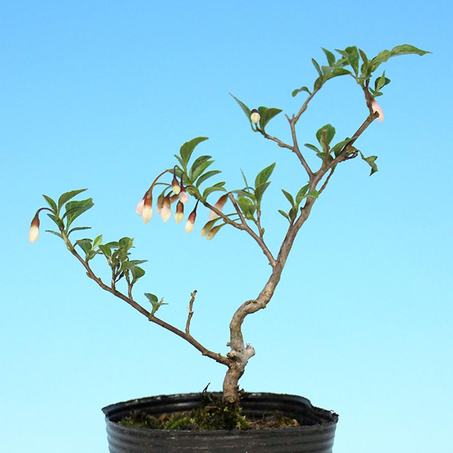 盆栽 紅花極姫性えごのき エゴノキ 桃色花 初心者にも育てやすい 葉が