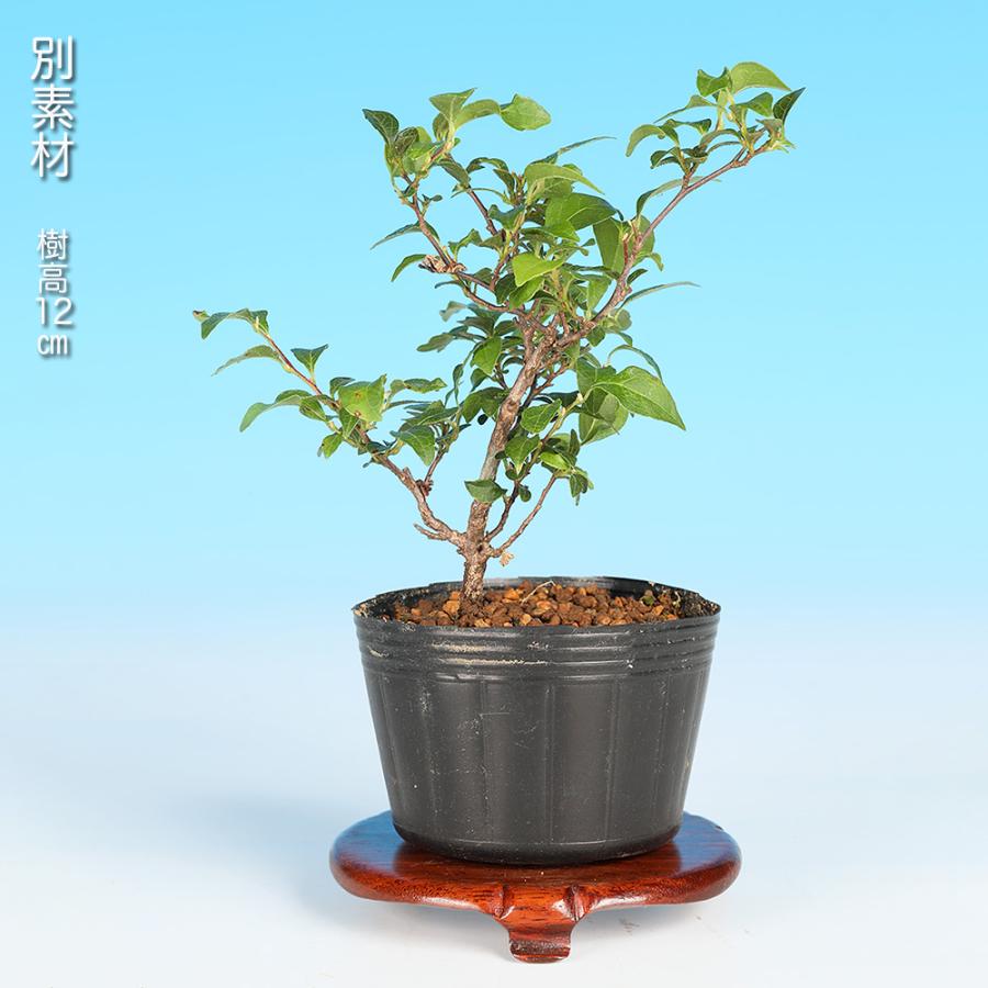 盆栽 紅花極姫性えごのき エゴノキ 桃色花 初心者にも育てやすい 葉が 