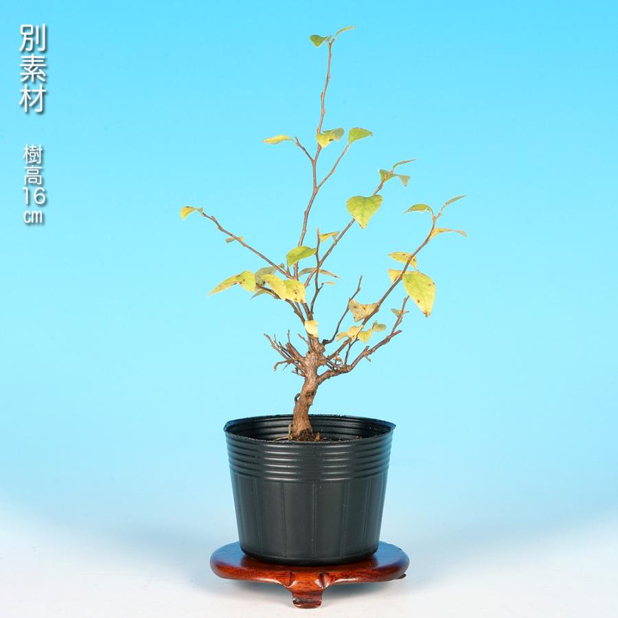 盆栽 紅花極姫性えごのき エゴノキ 桃色花 初心者にも育てやすい 葉が