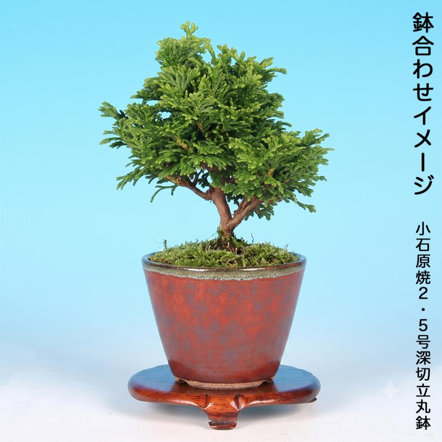 盆栽 津山八ッ房桧 挿し木3年生 7.5cmポット ひのき 檜 ヒノキ 苗木
