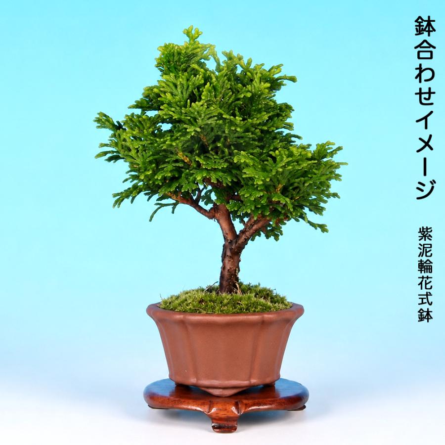 盆栽 津山八ッ房桧 挿し木3年生 7.5cmポット ひのき 檜 ヒノキ 苗木