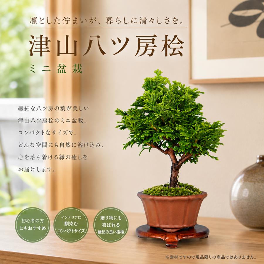 盆栽 津山八ッ房桧 挿し木3年生 7.5cmポット ひのき 檜 ヒノキ 苗木