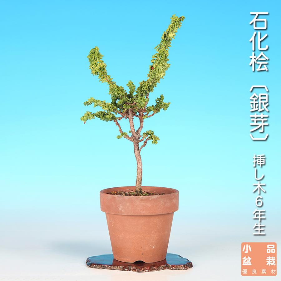 石化桧盆栽　株立ち　極小　ミニ盆栽　樹高7cm (検索用　ヒノキ、真柏、豆盆栽) 盆栽 石化桧 銀芽 檜 桧 ヒノキ セッカヒノキ 松柏盆栽 小品盆栽 ミニ