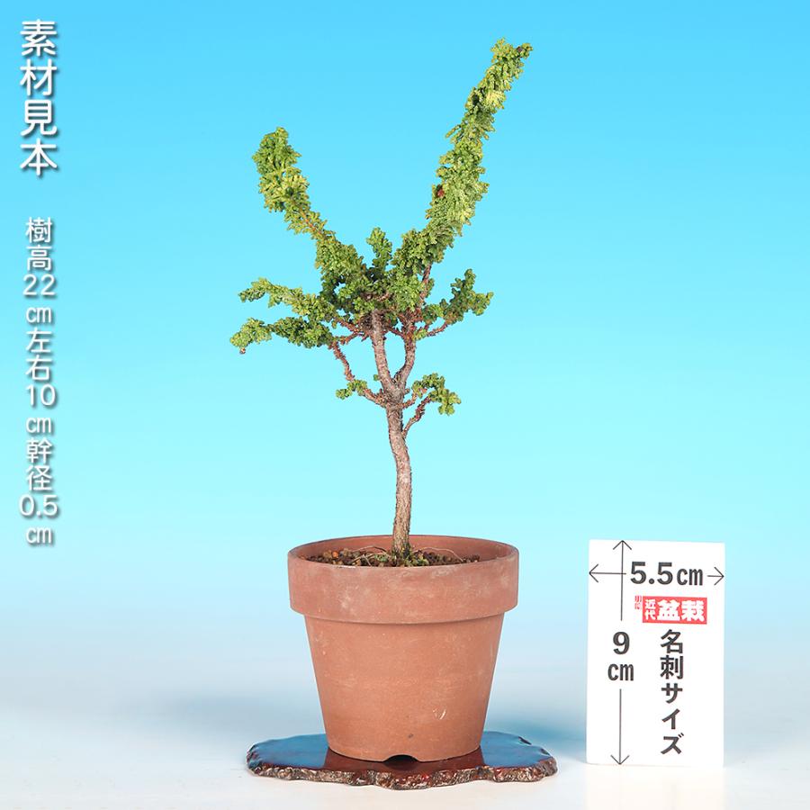 盆栽 石化桧 銀芽 檜 桧 ヒノキ セッカヒノキ 松柏盆栽 小品盆栽 ミニ