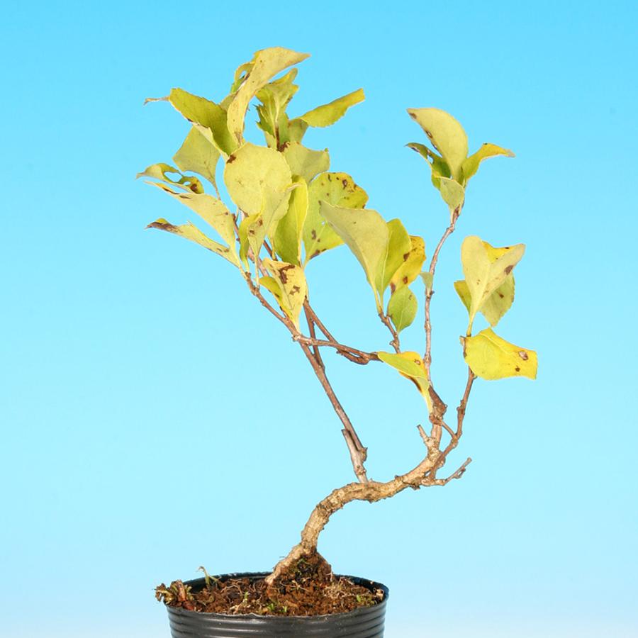 ウメモドキ 盆栽 ウメモドキ（梅擬）盆栽の販売｜盆栽妙 – 盆栽妙 本店