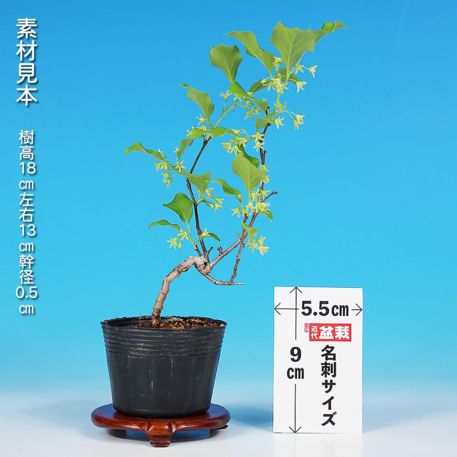‼️梅モドキ‼️雄木セット‼️ 盆栽 つる梅もどき 雄木 ツルウメモドキ 蔓梅擬 小品盆栽 ミニ盆栽