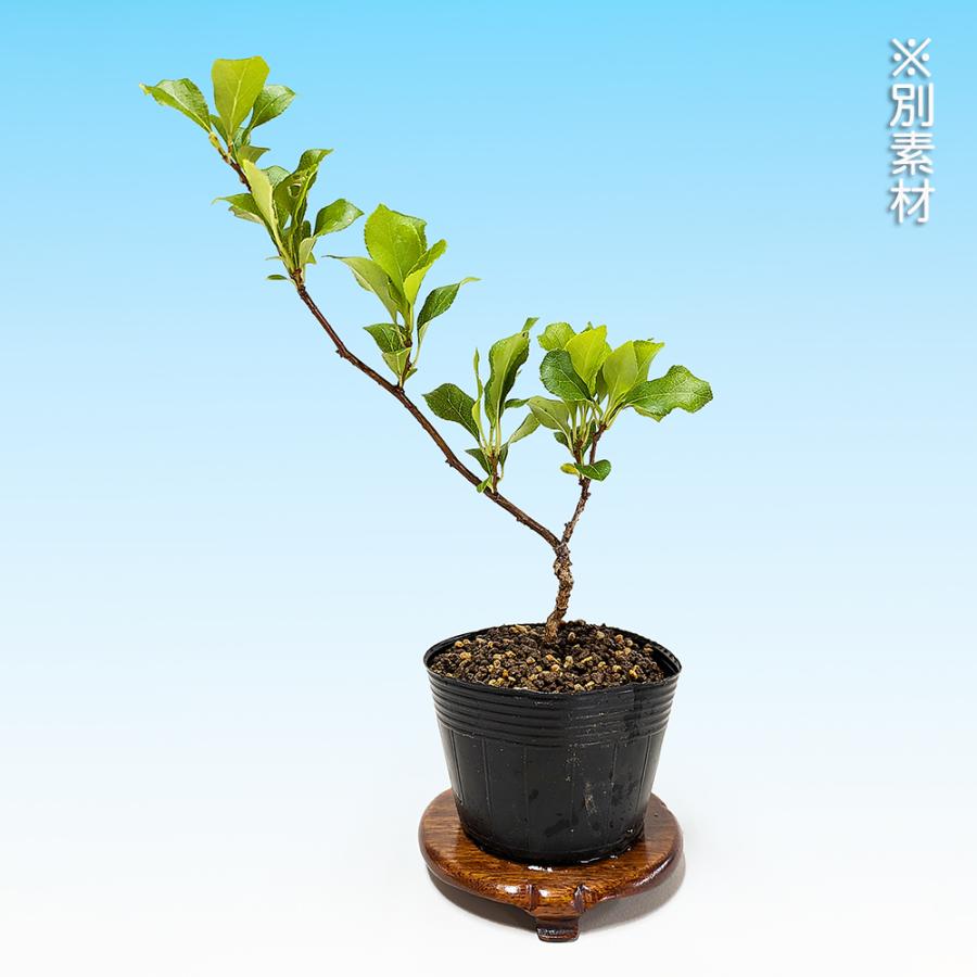盆栽 つる梅もどき 雄木 ツルウメモドキ 蔓梅擬 小品盆栽 ミニ盆栽