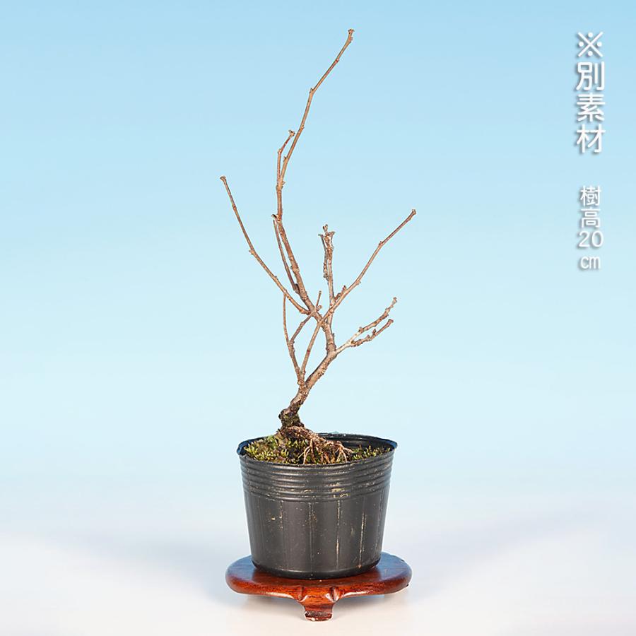 盆栽 つる梅もどき 雄木 ツルウメモドキ 蔓梅擬 小品盆栽 ミニ盆栽