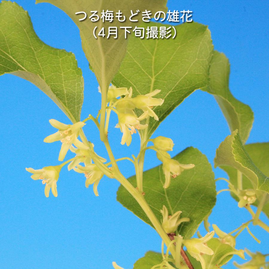 盆栽 つる梅もどき 雄木 ツルウメモドキ 蔓梅擬 小品盆栽 ミニ盆栽