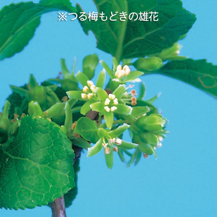 盆栽 つる梅もどき 雄木 ツルウメモドキ 蔓梅擬 小品盆栽 ミニ盆栽