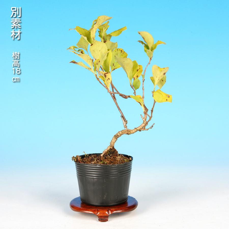 盆栽 つる梅もどき 雄木 ツルウメモドキ 蔓梅擬 小品盆栽 ミニ盆栽
