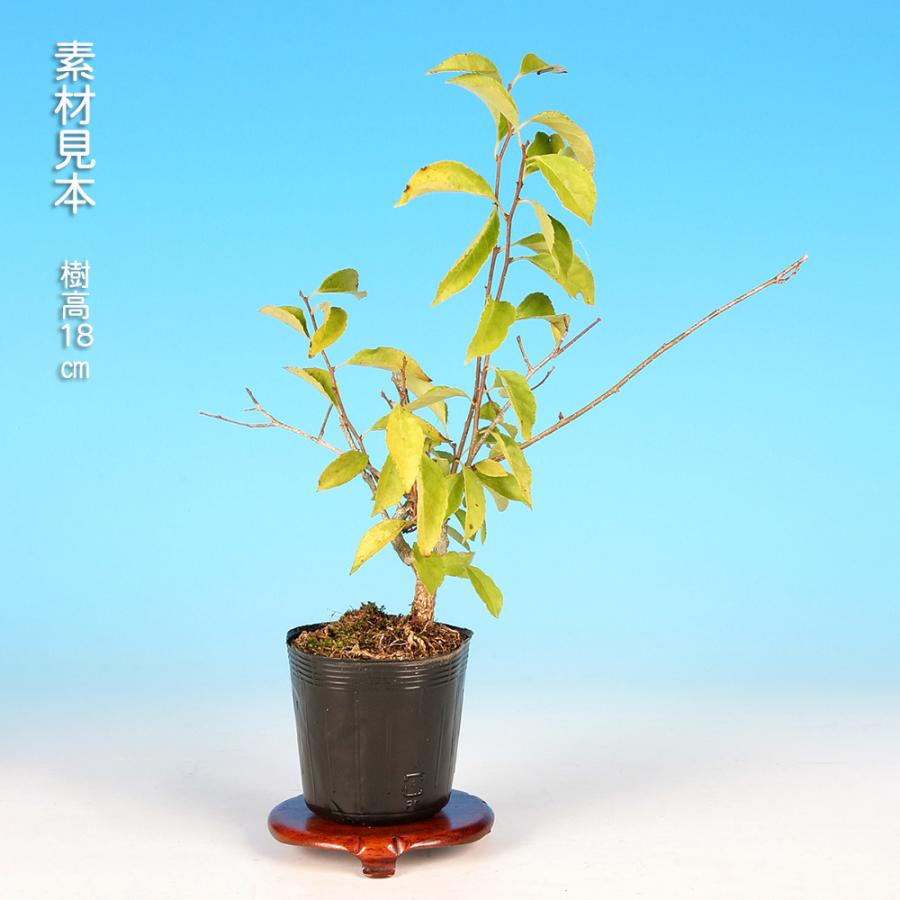 盆栽 照葉つる梅もどき 雄木 ツルウメモドキ 蔓梅擬 小品盆栽 ミニ盆栽