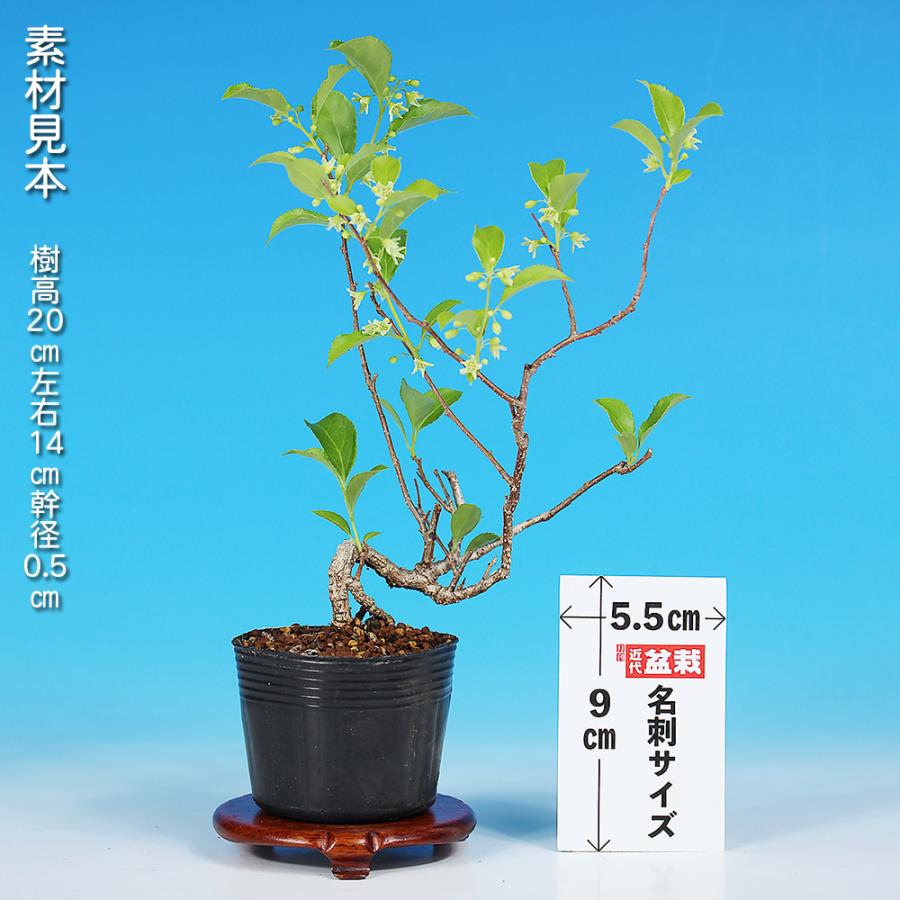 盆栽 照葉つる梅もどき 雄木 ツルウメモドキ 蔓梅擬 小品盆栽 ミニ盆栽