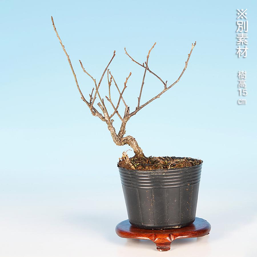 盆栽 照葉つる梅もどき 雄木 ツルウメモドキ 蔓梅擬 小品盆栽 ミニ盆栽