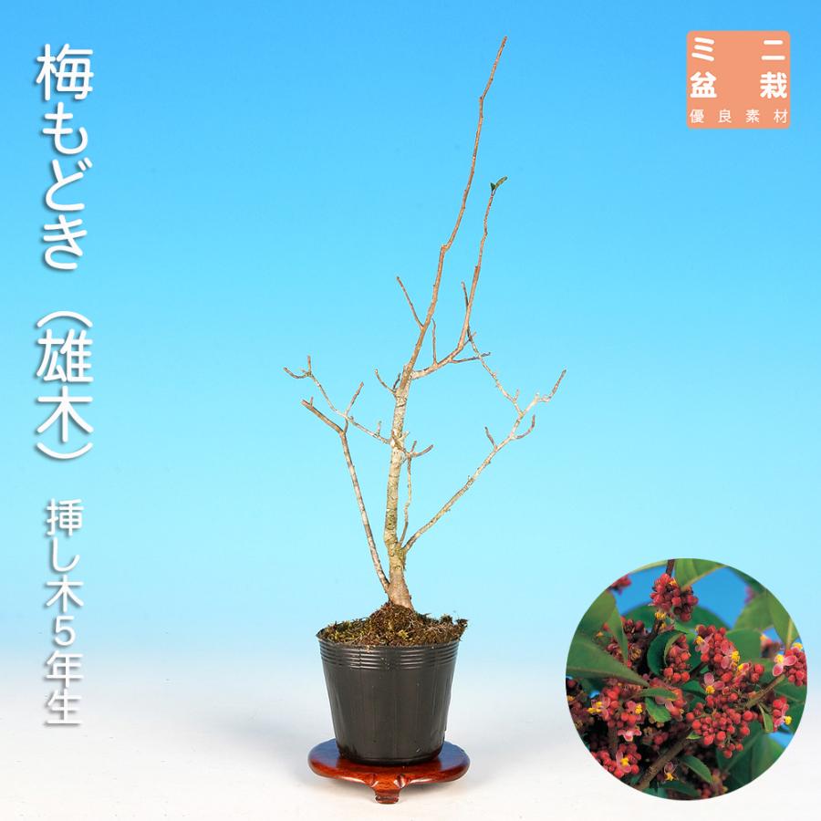 盆栽 梅もどき 雄木 梅擬 ウメメドキ うめもどき 小品盆栽 ミニ盆栽