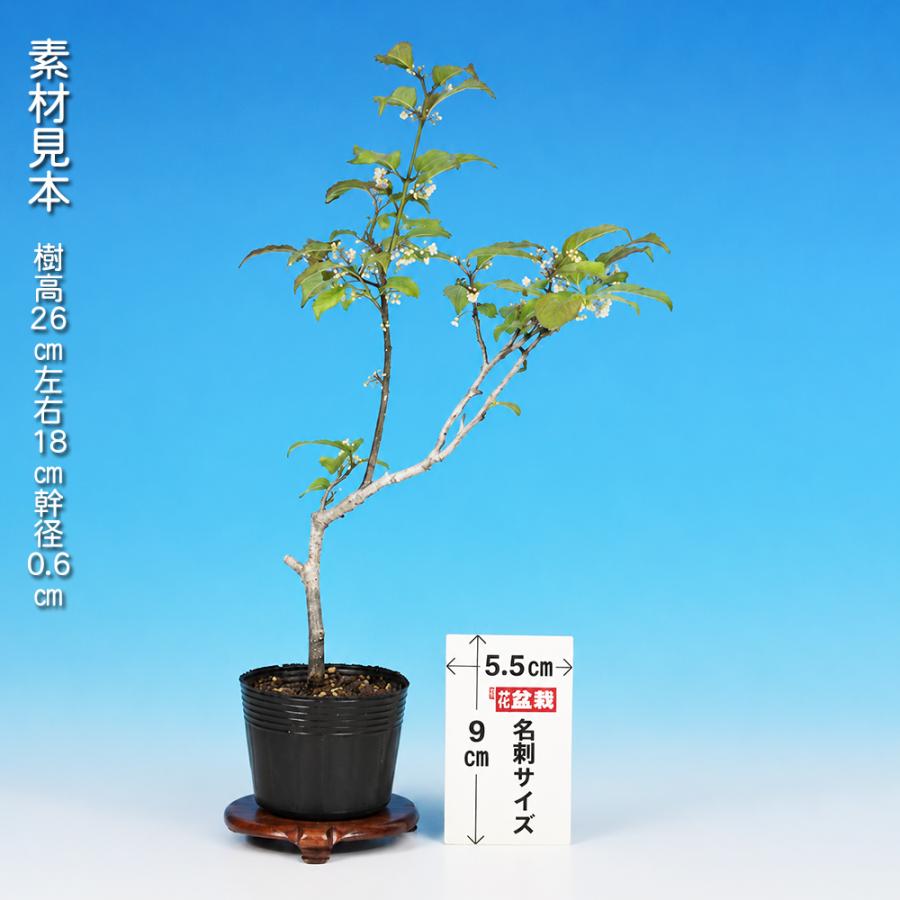 盆栽 梅もどき 雄木 梅擬 ウメメドキ うめもどき 小品盆栽 ミニ盆栽