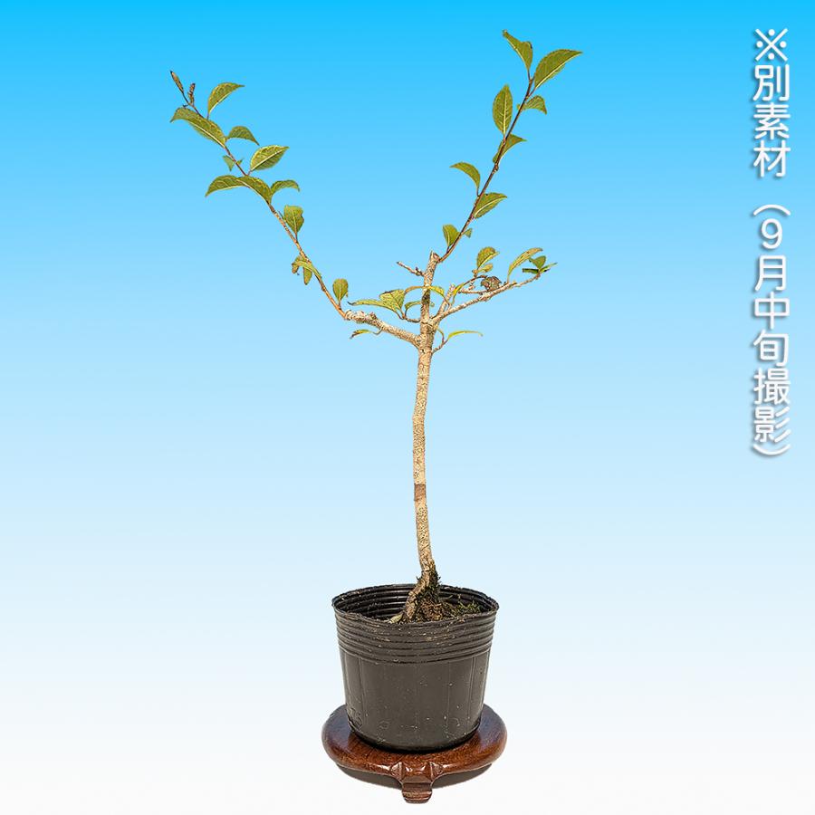 盆栽 梅もどき 雄木 梅擬 ウメメドキ うめもどき 小品盆栽 ミニ盆栽