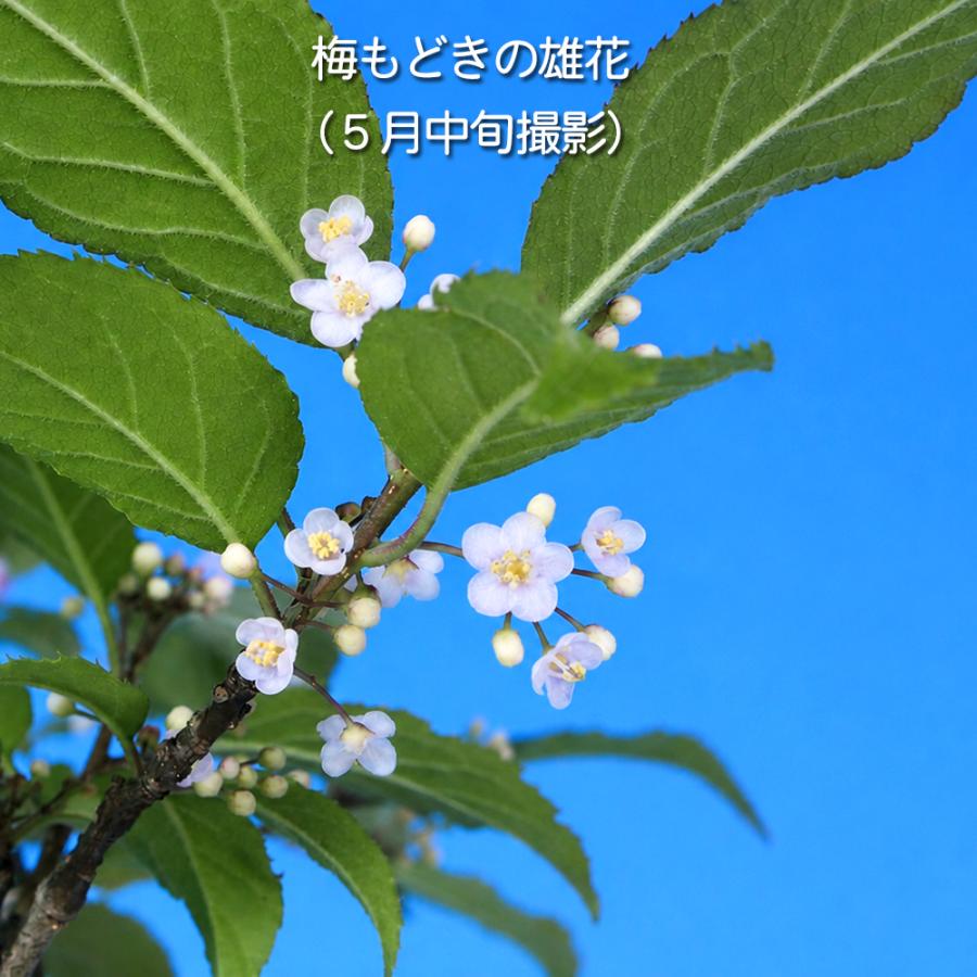 盆栽 梅もどき 雄木 梅擬 ウメメドキ うめもどき 小品盆栽 ミニ盆栽