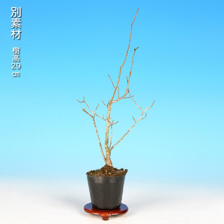 盆栽 梅もどき 雄木 梅擬 ウメメドキ うめもどき 小品盆栽 ミニ盆栽