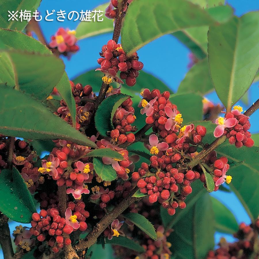 盆栽 梅もどき 雄木 梅擬 ウメメドキ うめもどき 小品盆栽 ミニ盆栽
