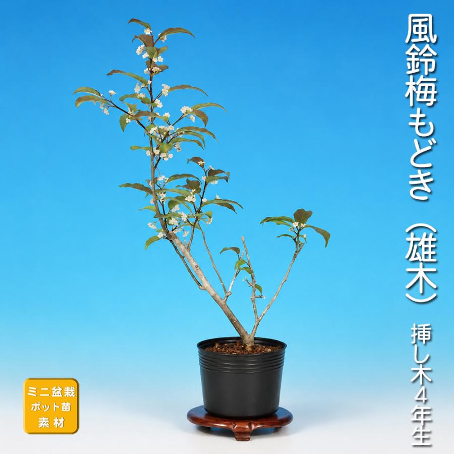 盆栽 ミニ盆栽 「風鈴梅もどき（雄木）」 梅擬 ウメメドキ うめもどき