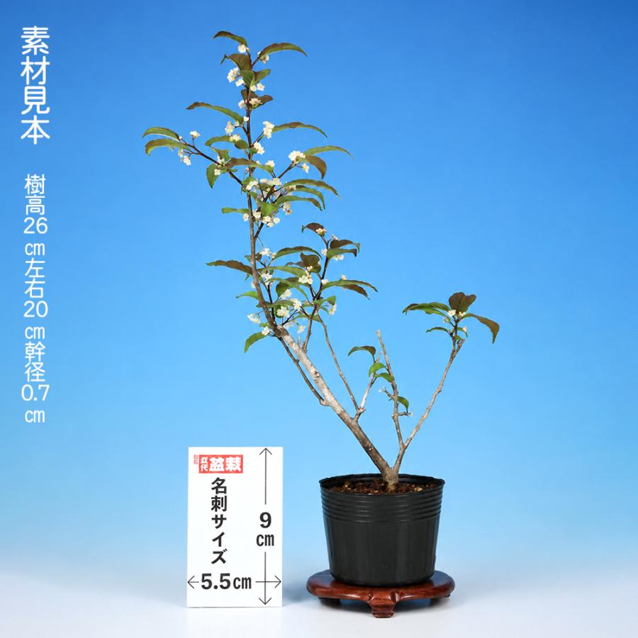盆栽 ミニ盆栽 「風鈴梅もどき（雄木）」 梅擬 ウメメドキ うめもどき