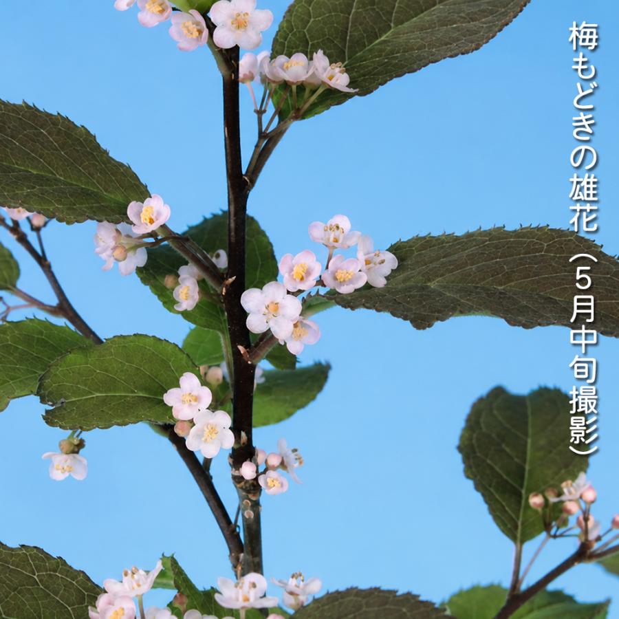 盆栽 ミニ盆栽 「風鈴梅もどき（雄木）」 梅擬 ウメメドキ うめもどき 