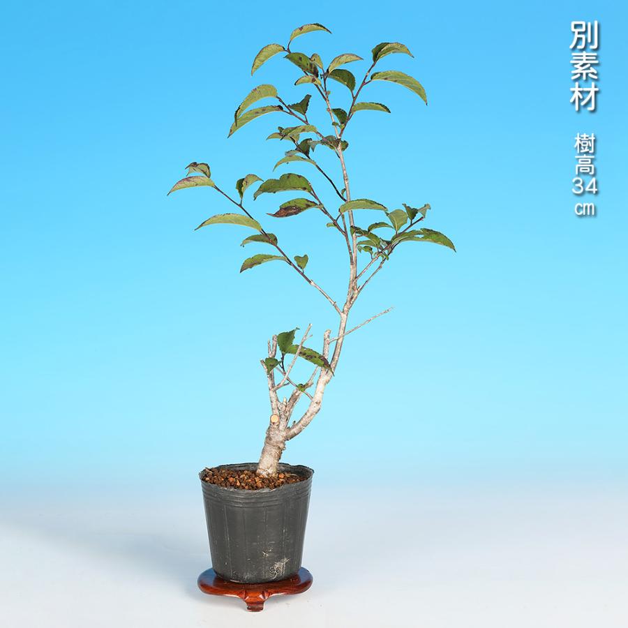盆栽 ミニ盆栽 「風鈴梅もどき（雄木）」 梅擬 ウメメドキ うめもどき