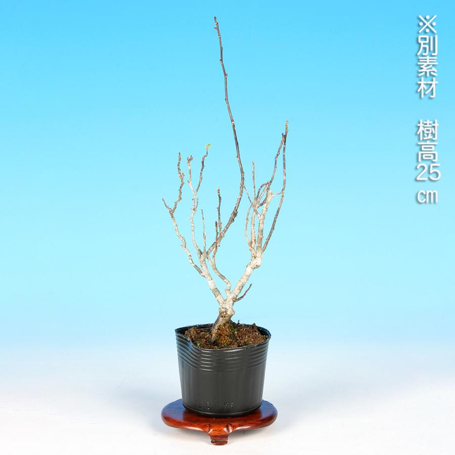 盆栽 ミニ盆栽 「風鈴梅もどき（雄木）」 梅擬 ウメメドキ うめもどき