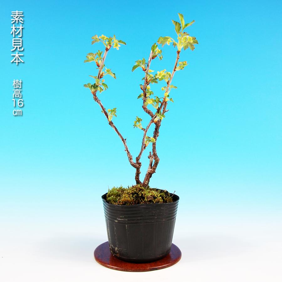 鉢植え★盆栽★山査子★サンザシ 盆栽 ミニ盆栽 「薮さんざし（雄木）」 山査子 サンザシ やぶさんざし