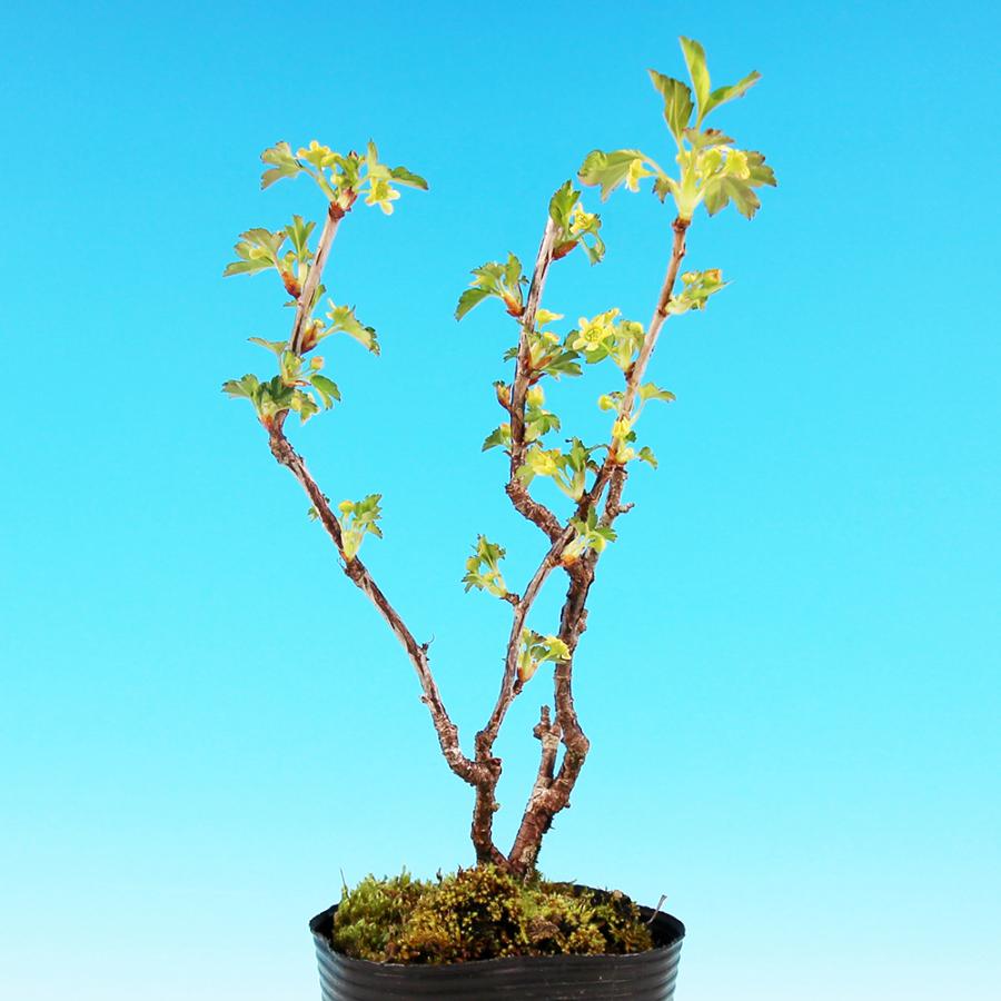 鉢植え★盆栽★山査子★サンザシ 楽天市場】盆栽 山査子 樹高 約16〜18cm さんざし Crataegus cuneata