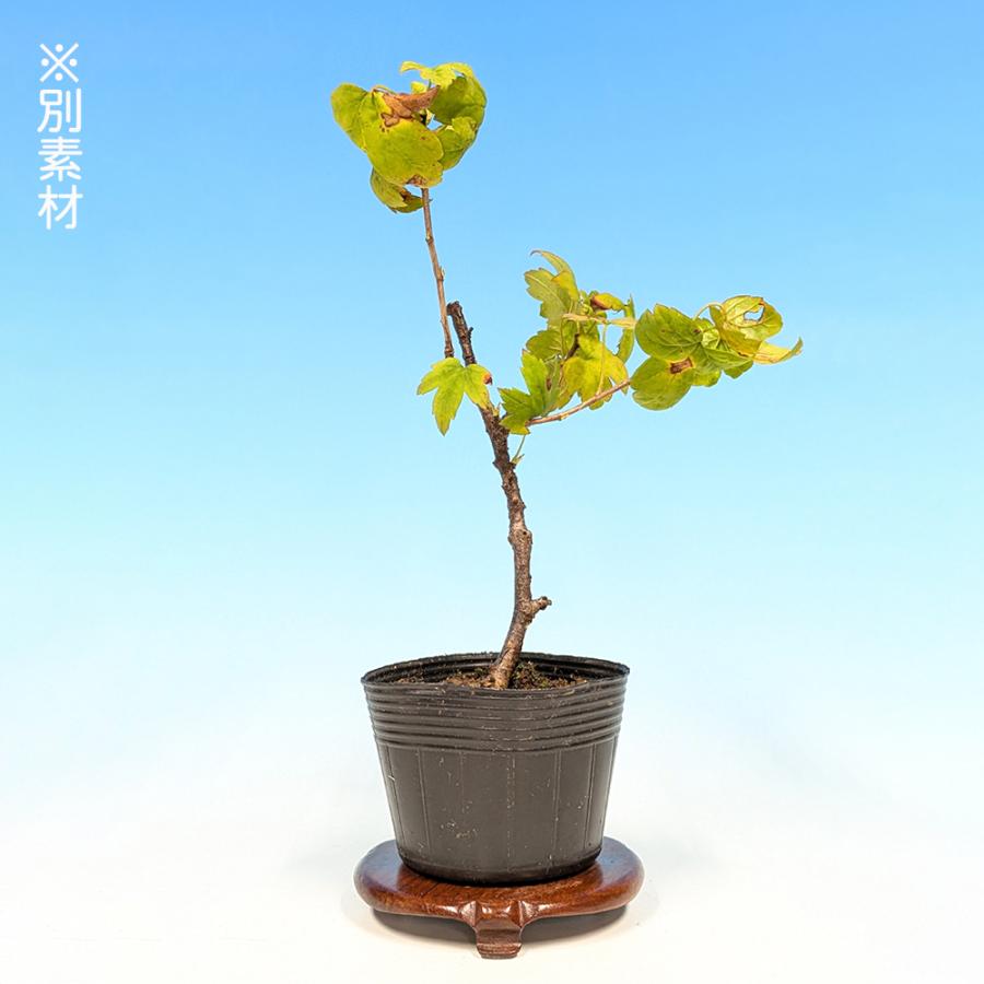 盆栽 ミニ盆栽 「薮さんざし（雄木）」 山査子 サンザシ やぶさんざし