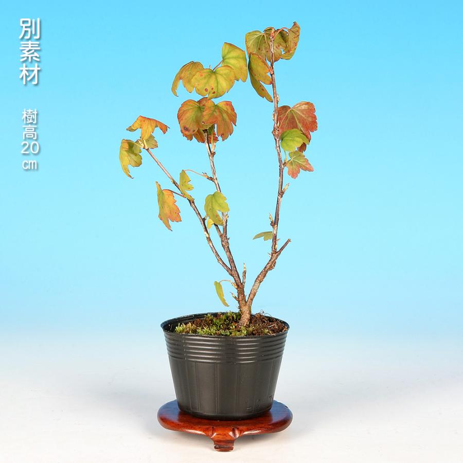 盆栽 ミニ盆栽 「薮さんざし（雄木）」 山査子 サンザシ やぶさんざし