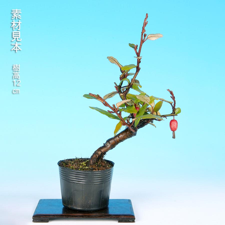 盆栽 丸葉寒ぐみ 交配用 マルバカングミ オオバグミ 茱萸 グミ 小品
