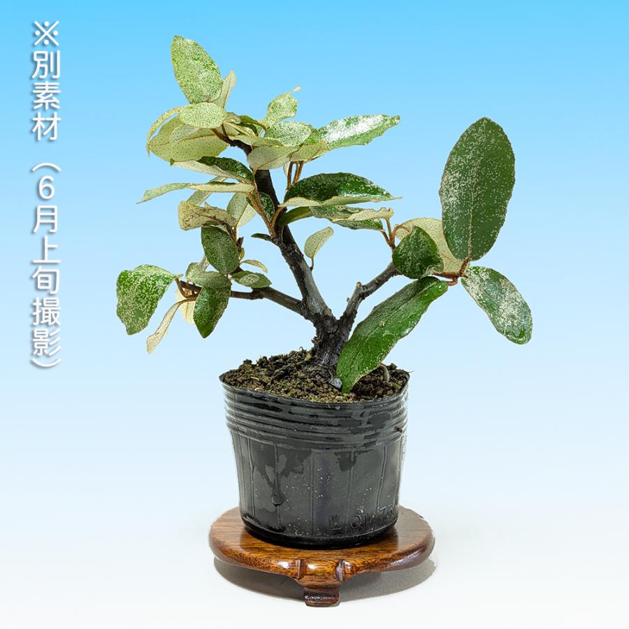 盆栽 丸葉寒ぐみ 交配用 マルバカングミ オオバグミ 茱萸 グミ 小品