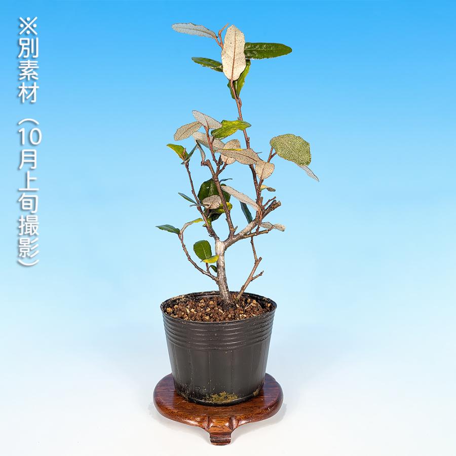 盆栽 丸葉寒ぐみ 交配用 マルバカングミ オオバグミ 茱萸 グミ 小品