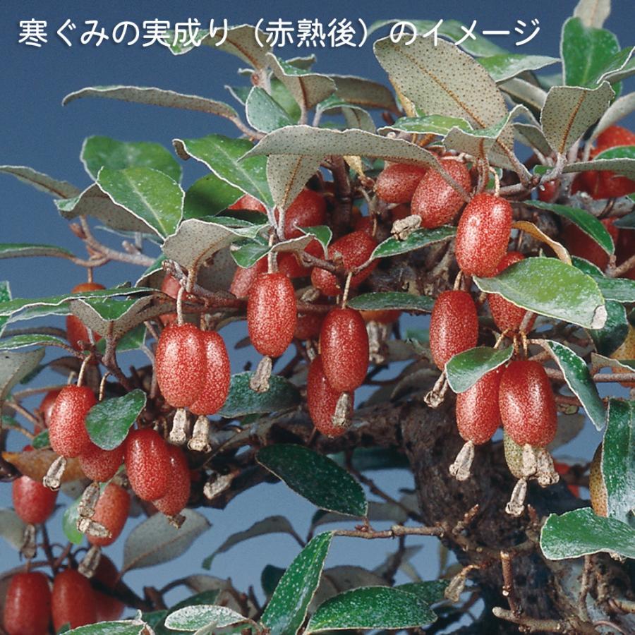 盆栽 丸葉寒ぐみ 交配用 マルバカングミ オオバグミ 茱萸 グミ 小品