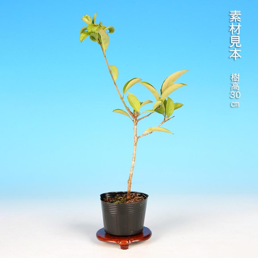 三河盆栽　盆栽愛好家在庫放出セール　コマユミ　盆栽 三河盆栽 盆栽愛好家在庫放出セール コマユミ 盆栽