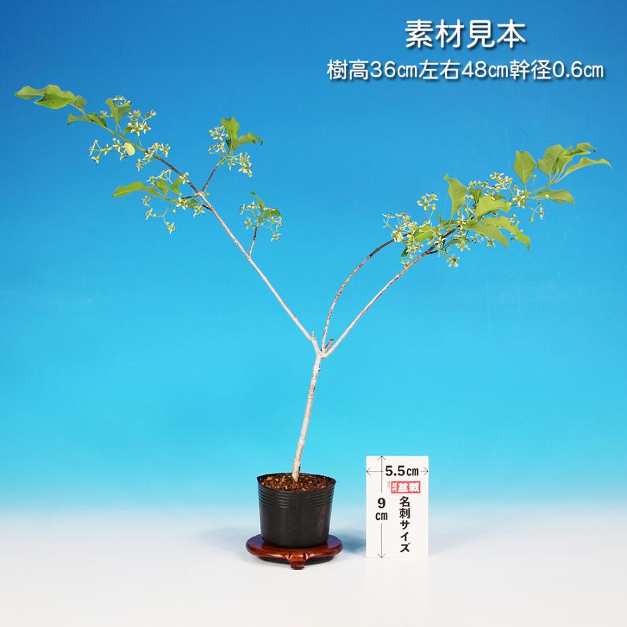 盆栽 まゆみ 雄木 マユミ 真弓 小品盆栽 ミニ盆栽 交配用 受粉用 丈夫