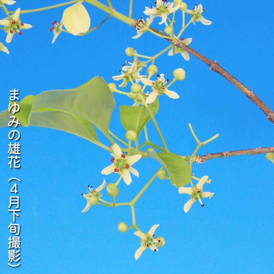 盆栽 まゆみ 雄木 マユミ 真弓 小品盆栽 ミニ盆栽 交配用 受粉用 丈夫