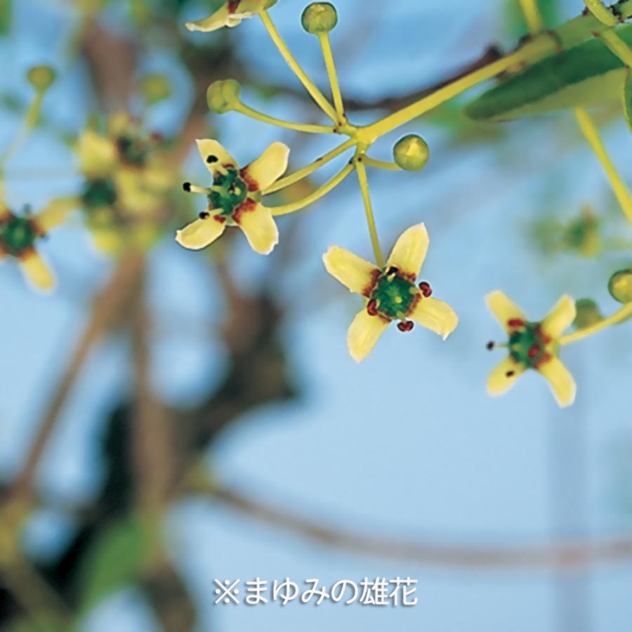 盆栽 まゆみ 雄木 マユミ 真弓 小品盆栽 ミニ盆栽 盆栽素材 苗木 実物