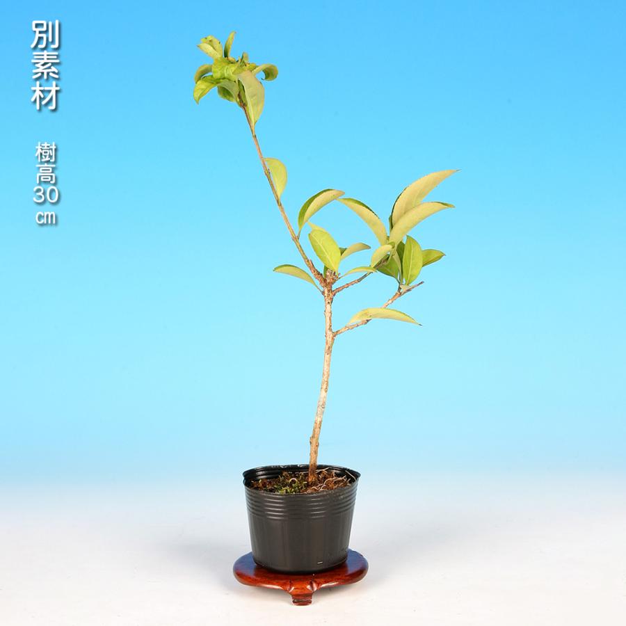 盆栽 まゆみ 雄木 マユミ 真弓 小品盆栽 ミニ盆栽 交配用 受粉用 丈夫