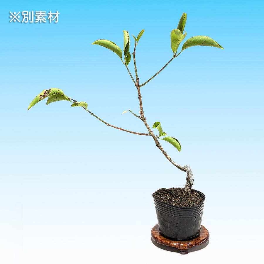 盆栽 まゆみ 雄木 マユミ 真弓 小品盆栽 ミニ盆栽 交配用 受粉用 丈夫