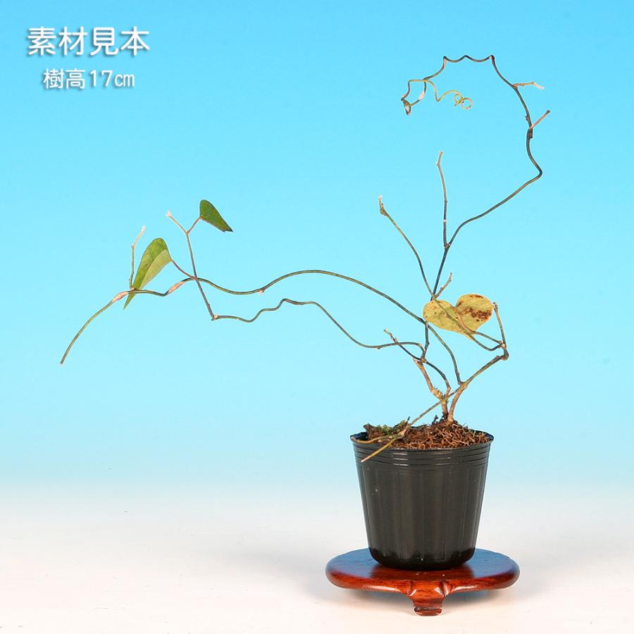 盆栽 青つづらふじ 雄木 アオツヅラフジ 青葛藤 小品盆栽 ミニ盆栽