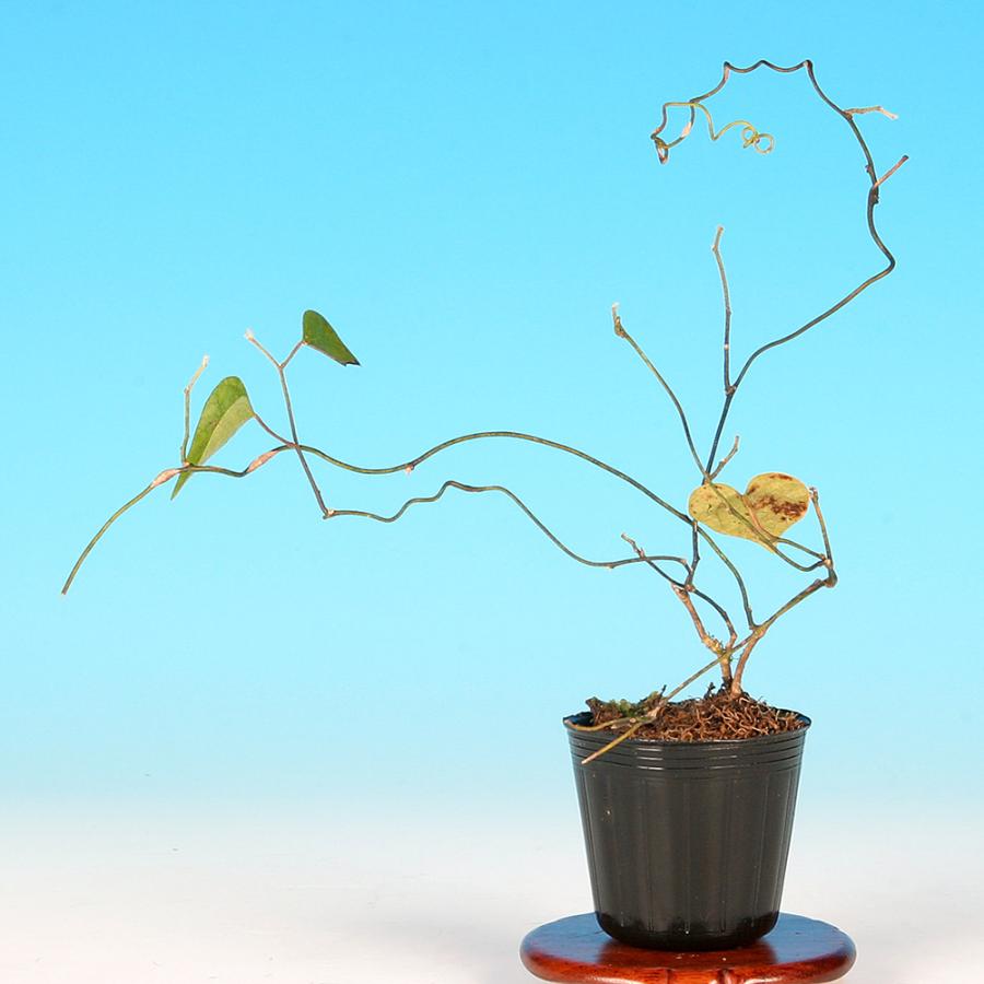 盆栽 青つづらふじ 雄木 アオツヅラフジ 青葛藤 小品盆栽 ミニ盆栽